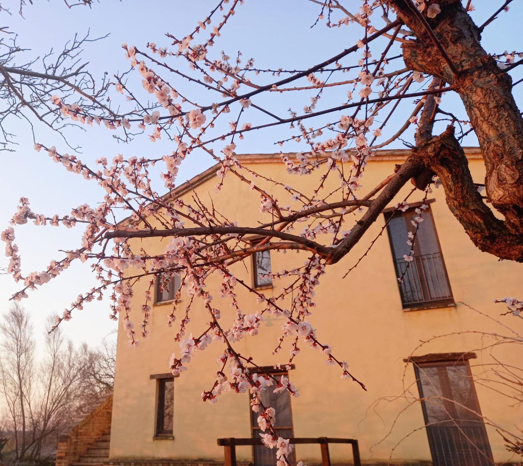 Il Casale Di Aurora Country House Colmurano Exterior photo
